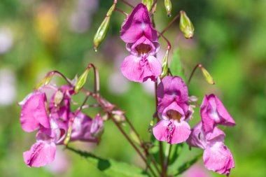 Himalaya balsamı (sabırsız gladulifera) çiçek açmış