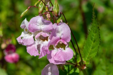 Himalaya balsamı (sabırsız gladulifera) çiçek açmış