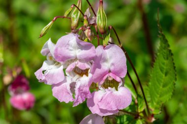 Himalaya balsamı (sabırsız gladulifera) çiçek açmış