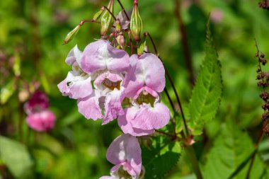 Himalaya balsamı (sabırsız gladulifera) çiçek açmış