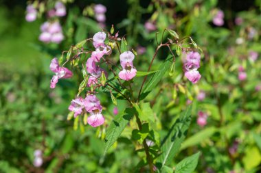Himalaya balsamı (sabırsız gladulifera) çiçek açmış