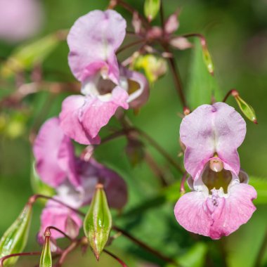 Himalaya balsamı (sabırsız gladulifera) çiçek açmış