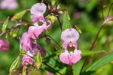 Himalaya balsamı (sabırsız gladulifera) çiçek açmış
