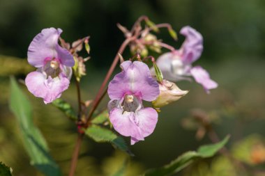 Himalaya balsamı (sabırsız gladulifera) çiçek açmış