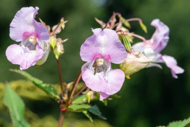 Himalaya balsamı (sabırsız gladulifera) çiçek açmış