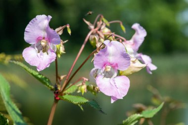 Himalaya balsamı (sabırsız gladulifera) çiçek açmış