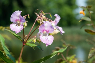Himalaya balsamı (sabırsız gladulifera) çiçek açmış