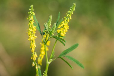 Çiçekler açan tatlı sarı yonca (melilotus officinalis) çiçeklerini kapat