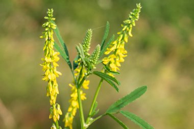 Çiçekler açan tatlı sarı yonca (melilotus officinalis) çiçeklerini kapat