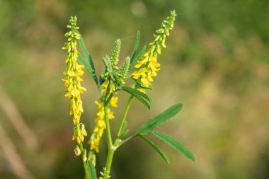 Çiçekler açan tatlı sarı yonca (melilotus officinalis) çiçeklerini kapat