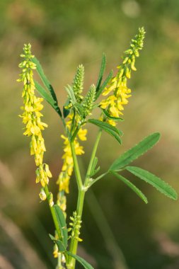 Çiçekler açan tatlı sarı yonca (melilotus officinalis) çiçeklerini kapat