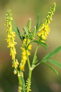 Çiçekler açan tatlı sarı yonca (melilotus officinalis) çiçeklerini kapat