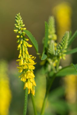 Çiçekler açan tatlı sarı yonca (melilotus officinalis) çiçeklerini kapat
