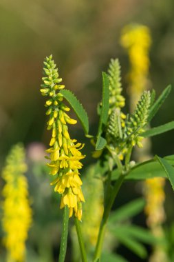 Çiçekler açan tatlı sarı yonca (melilotus officinalis) çiçeklerini kapat