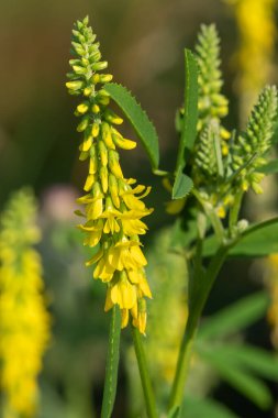 Çiçekler açan tatlı sarı yonca (melilotus officinalis) çiçeklerini kapat