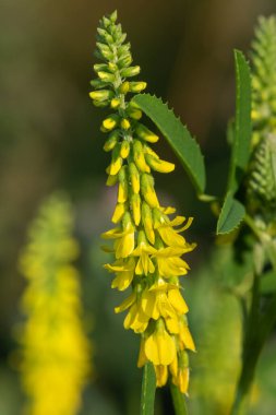 Çiçekler açan tatlı sarı yonca (melilotus officinalis) çiçeklerini kapat