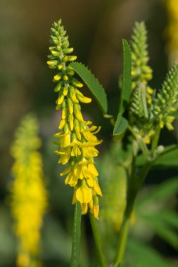 Çiçekler açan tatlı sarı yonca (melilotus officinalis) çiçeklerini kapat