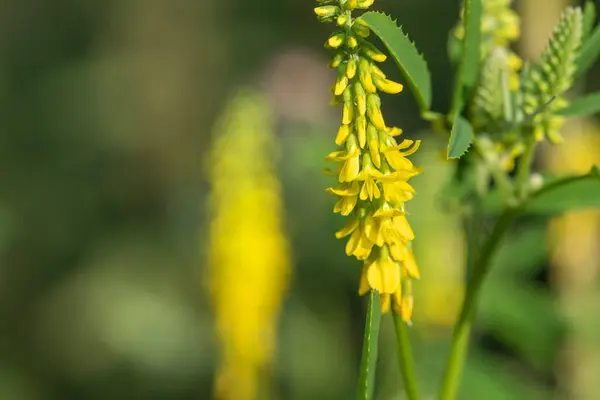 Цветение Сладкого Желтого Клевера Melilotus Officinalis — стоковое фото