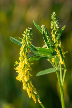 Çiçekler açan tatlı sarı yonca (melilotus officinalis) çiçeklerini kapat