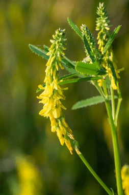 Çiçekler açan tatlı sarı yonca (melilotus officinalis) çiçeklerini kapat