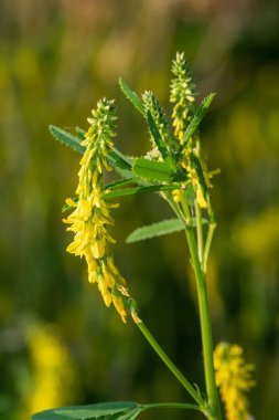 Çiçekler açan tatlı sarı yonca (melilotus officinalis) çiçeklerini kapat