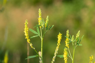 Çiçekler açan tatlı sarı yonca (melilotus officinalis) çiçeklerini kapat