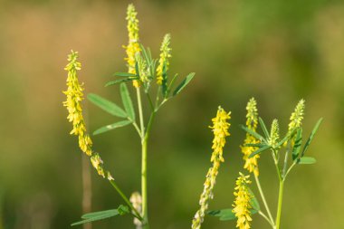 Çiçekler açan tatlı sarı yonca (melilotus officinalis) çiçeklerini kapat