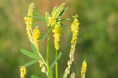 Çiçekler açan tatlı sarı yonca (melilotus officinalis) çiçeklerini kapat