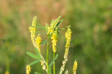 Çiçekler açan tatlı sarı yonca (melilotus officinalis) çiçeklerini kapat