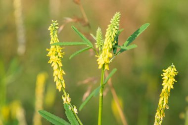 Çiçekler açan tatlı sarı yonca (melilotus officinalis) çiçeklerini kapat