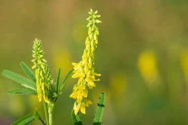 Çiçekler açan tatlı sarı yonca (melilotus officinalis) çiçeklerini kapat