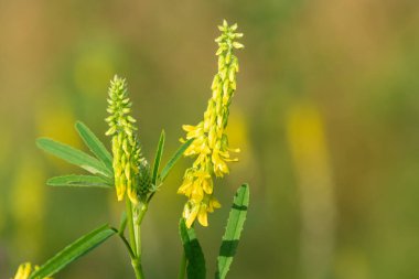 Çiçekler açan tatlı sarı yonca (melilotus officinalis) çiçeklerini kapat