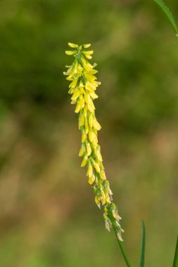 Çiçekler açan tatlı sarı yonca (melilotus officinalis) çiçeklerini kapat