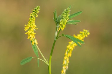 Çiçekler açan tatlı sarı yonca (melilotus officinalis) çiçeklerini kapat