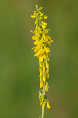 Çiçekler açan tatlı sarı yonca (melilotus officinalis) çiçeklerini kapat