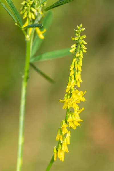 Close Sweet Yellow Clover Melilotus Officinalis Flowers Bloom — Stock Photo, Image