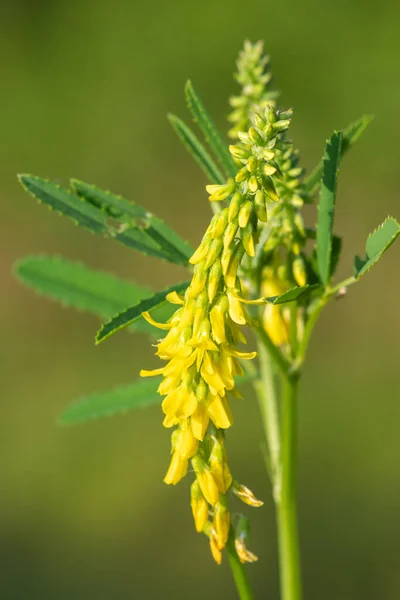 Close Flores Trevo Amarelo Doce Melilotus Officinalis Flor — Fotografia de Stock