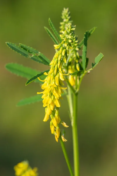 Close Sweet Yellow Clover Melilotus Officinalis Flowers Bloom — Stock Photo, Image