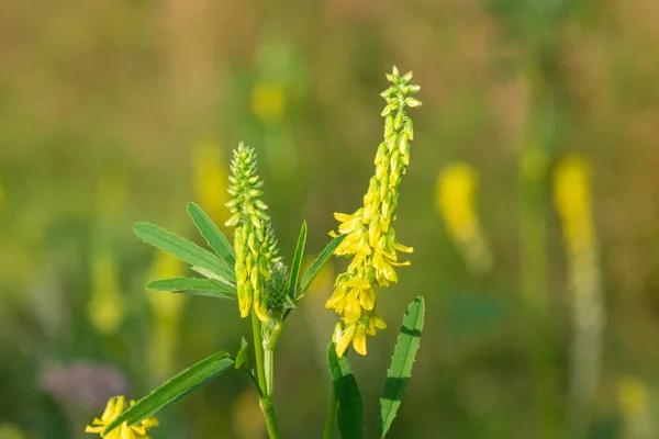 Sluiten Van Zoete Gele Klaver Melilotus Officinalis Bloemen Bloei — Stockfoto