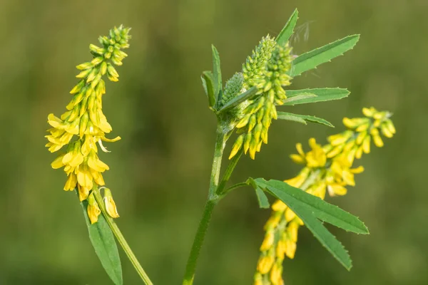 Close Flores Trevo Amarelo Doce Melilotus Officinalis Flor — Fotografia de Stock