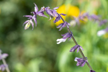 Çalkantılı adaçayı çiçeklerinin açtığı yeri kapatın.