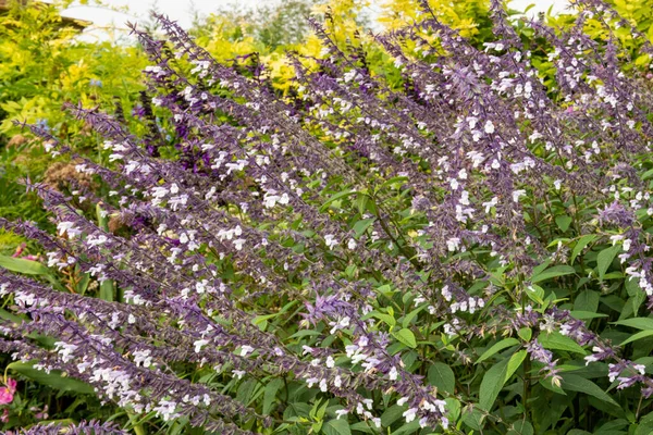 Gros Plan Des Fleurs Salvia Sauge Ondulée Fleurs — Photo