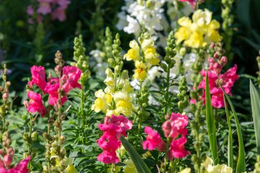 Çiçek açmış aslanağzı (antirrhinum) çiçeklerine yaklaş