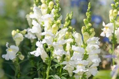 Çiçek açmış beyaz aslanağzı (antirrhinum) çiçeklerine yaklaş
