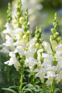Çiçek açmış beyaz aslanağzı (antirrhinum) çiçeklerine yaklaş