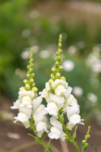 Close White Snapdragon Antirrhinum Flowers Bloom — Stock Photo, Image