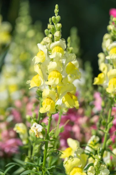 Zblízka Žluté Květy Snapdragon Antirrhinum Květu — Stock fotografie