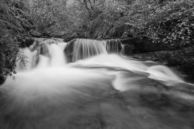 Watersmmet, Exmoor Ulusal Parkı 'ndaki Hoar Oak Nehri' ndeki bir şelalenin siyah ve beyaz fotoğrafı. 
