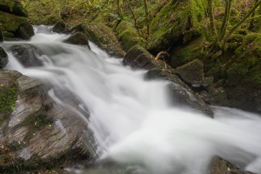 Sonbaharda Exmoor Ulusal Parkı 'ndaki Watersmmet' te Hoar Oak Nehri 'nde bir şelaleye uzun süre maruz kalmak