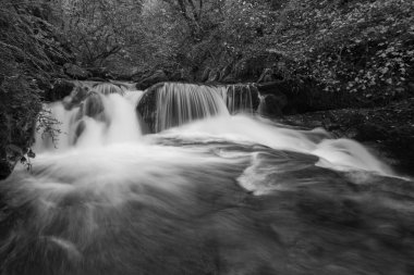 Watersmmet, Exmoor Ulusal Parkı 'ndaki Hoar Oak Nehri' ndeki bir şelalenin siyah ve beyaz fotoğrafı. 